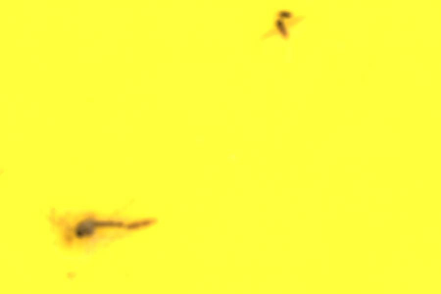Image 28